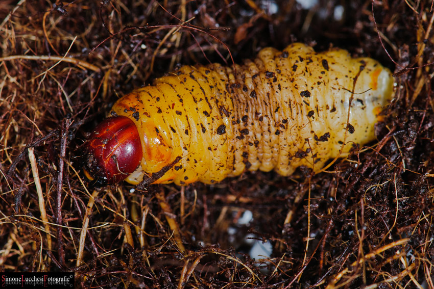 Rhynchophorus ferrugineus (Punteruolo della palma)